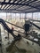 Rubber EP Mining Conveyor Belt Machine 1M 1.2M For coal industry